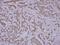 Roundabout Guidance Receptor 1 antibody, PA5-34931, Invitrogen Antibodies, Immunohistochemistry frozen image 