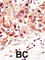 SUMO Specific Peptidase 5 antibody, abx026768, Abbexa, Western Blot image 