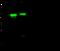 Keratin, type I cytoskeletal 17 antibody, 102304-T34, Sino Biological, Western Blot image 