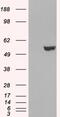 Interferon Regulatory Factor 6 antibody, 45-781, ProSci, Western Blot image 