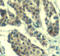 Cycb antibody, LS-C335941, Lifespan Biosciences, Immunohistochemistry frozen image 