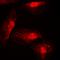 Interferon Regulatory Factor 4 antibody, orb216135, Biorbyt, Immunofluorescence image 