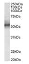 Tripartite Motif Containing 11 antibody, orb125256, Biorbyt, Western Blot image 