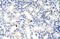U2 small nuclear ribonucleoprotein A antibody, 29-303, ProSci, Western Blot image 
