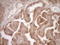 Protein Z, Vitamin K Dependent Plasma Glycoprotein antibody, LS-C799575, Lifespan Biosciences, Immunohistochemistry paraffin image 