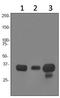 Major Histocompatibility Complex, Class II, DR Alpha antibody, ab92511, Abcam, Western Blot image 
