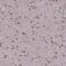 NUMB Like Endocytic Adaptor Protein antibody, NBP2-34112, Novus Biologicals, Immunohistochemistry paraffin image 