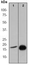 H3 Histone Family Member 3B antibody, ab52946, Abcam, Western Blot image 