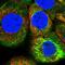 Breast Carcinoma Amplified Sequence 4 antibody, NBP1-85524, Novus Biologicals, Immunocytochemistry image 