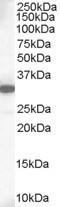Induced myeloid leukemia cell differentiation protein Mcl-1 homolog antibody, EB06380, Everest Biotech, Western Blot image 