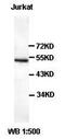 Activating Transcription Factor 2 antibody, orb77126, Biorbyt, Western Blot image 