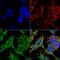 Glutamate Ionotropic Receptor NMDA Type Subunit 2A antibody, MA5-27692, Invitrogen Antibodies, Immunofluorescence image 