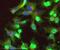 Glucose-6-Phosphate Dehydrogenase antibody, ab993, Abcam, Immunofluorescence image 