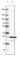 TPD52 Like 1 antibody, HPA027916, Atlas Antibodies, Western Blot image 