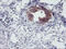 N-Myristoyltransferase 2 antibody, LS-C337605, Lifespan Biosciences, Immunohistochemistry frozen image 