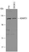 ADAM Metallopeptidase With Thrombospondin Type 1 Motif 1 antibody, AF5867, R&D Systems, Western Blot image 