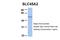 Solute Carrier Family 45 Member 2 antibody, PA5-42416, Invitrogen Antibodies, Western Blot image 