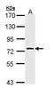 Fas Associated Factor 1 antibody, GTX111553, GeneTex, Western Blot image 
