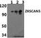 Zinc Finger With KRAB And SCAN Domains 5 antibody, A14633-1, Boster Biological Technology, Western Blot image 