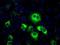 Thromboxane A Synthase 1 antibody, NBP2-02710, Novus Biologicals, Immunofluorescence image 