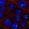 LLP Homolog, Long-Term Synaptic Facilitation Factor antibody, NBP2-55472, Novus Biologicals, Immunofluorescence image 