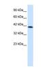 Zinc Finger Protein 670 antibody, NBP1-80131, Novus Biologicals, Western Blot image 