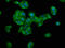 Nebulin antibody, LS-C670774, Lifespan Biosciences, Immunofluorescence image 