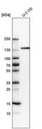 Centrosomal Protein 131 antibody, PA5-54953, Invitrogen Antibodies, Western Blot image 