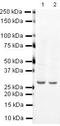 Prohibitin antibody, PA5-19556, Invitrogen Antibodies, Western Blot image 