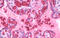 Hemoglobin Subunit Alpha 2 antibody, MBS245570, MyBioSource, Immunohistochemistry frozen image 