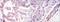 WNT Inhibitory Factor 1 antibody, NBP1-51658, Novus Biologicals, Immunohistochemistry frozen image 