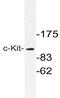 c-Kit antibody, AP20722PU-N, Origene, Western Blot image 