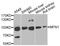 Protein O-Linked Mannose N-Acetylglucosaminyltransferase 1 (Beta 1,2-) antibody, PA5-76448, Invitrogen Antibodies, Western Blot image 