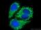 D-2-Hydroxyglutarate Dehydrogenase antibody, 13895-1-AP, Proteintech Group, Immunofluorescence image 