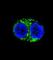 Isocitrate Dehydrogenase (NADP(+)) 1, Cytosolic antibody, abx033407, Abbexa, Western Blot image 