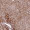 Vacuolar Protein Sorting 25 Homolog antibody, NBP2-33641, Novus Biologicals, Immunohistochemistry frozen image 