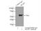 Src Kinase Associated Phosphoprotein 2 antibody, 12926-1-AP, Proteintech Group, Immunoprecipitation image 