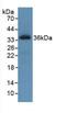 ROS Proto-Oncogene 1, Receptor Tyrosine Kinase antibody, abx132399, Abbexa, Western Blot image 