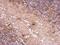 ENSA antibody, PA5-27435, Invitrogen Antibodies, Immunohistochemistry frozen image 