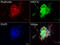 Myocyte Enhancer Factor 2C antibody, LS-C796682, Lifespan Biosciences, Immunofluorescence image 