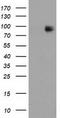 Mitogen-Activated Protein Kinase 7 antibody, TA502148, Origene, Western Blot image 