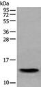 Serum Amyloid A4, Constitutive antibody, PA5-67530, Invitrogen Antibodies, Western Blot image 