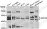 SET And MYND Domain Containing 3 antibody, A7309, ABclonal Technology, Western Blot image 