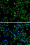 Dual Specificity Phosphatase 22 antibody, 22-832, ProSci, Immunofluorescence image 