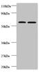 Alpha-L-Fucosidase 2 antibody, CSB-PA12529A0Rb, Cusabio, Western Blot image 