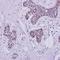 Mitochondrial carrier protein MGC4399 antibody, orb74279, Biorbyt, Immunohistochemistry paraffin image 