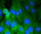 DNA Methyltransferase 3 Alpha antibody, NBP2-67505, Novus Biologicals, Immunofluorescence image 