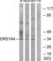 Olfactory Receptor Family 51 Subfamily A Member 4 antibody, TA316455, Origene, Western Blot image 