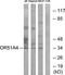 Olfactory Receptor Family 51 Subfamily A Member 4 antibody, TA316455, Origene, Western Blot image 