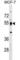 Leucine Rich Repeat Containing 42 antibody, abx029926, Abbexa, Western Blot image 